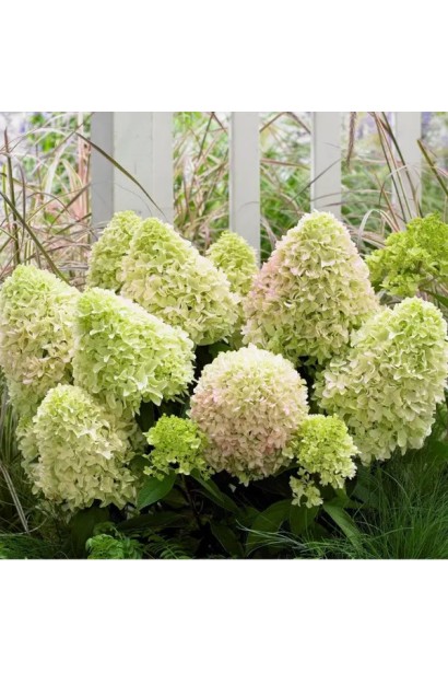 Гортензия Литл Вспуки в полном цветении